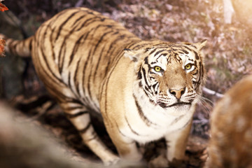 Wild animals exhibition