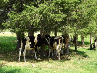 K&uuml;he im Schatten von B&auml;umen