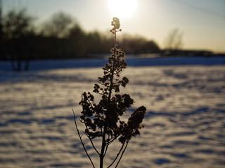 last year's grass against the blue sky and snow