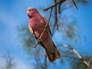 Galah rose-breasted cockatoo, galah cockatoo, pink and grey cockatoo, roseate cockatoo