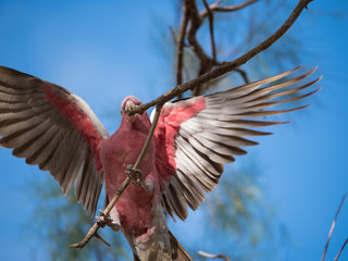 Galah rose-breasted cockatoo, galah cockatoo, pink and grey cockatoo, roseate cockatoo © Christina
