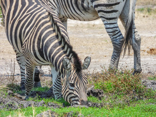 African zebra in natural habitat