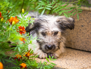 Naklejka na ściany i meble Puppy hiding in the garden 