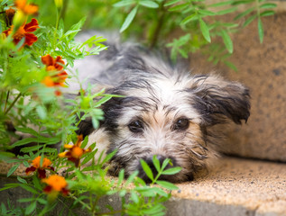 Puppy hiding in the garden
