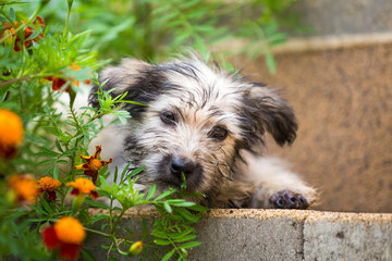 Puppy hiding in the garden
