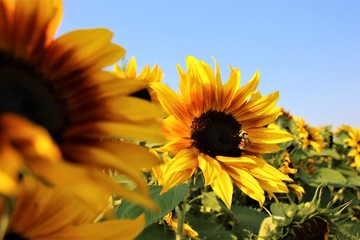 yellow sunflower bee close up