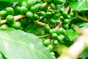 Close up of green  coffee beans on a branch of coffee tree, Branch of a coffee tree with unripe fruits