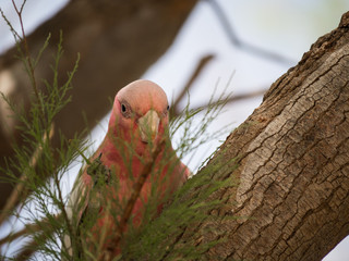 Galah rose-breasted cockatoo, galah cockatoo, pink and grey cockatoo, roseate cockatoo