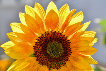 closeup of sunflower with sun from behind