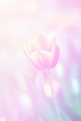 Fototapeta premium Beautiful abstract sweet color of floral with pink flower buds, pastel color style for background.