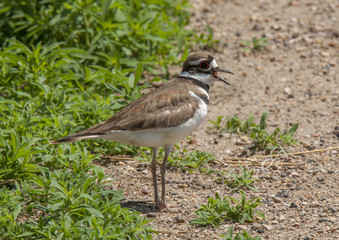 Excited Killdeer