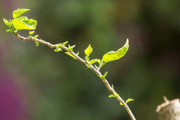 Leaf of Red Chinese hibiscus flower