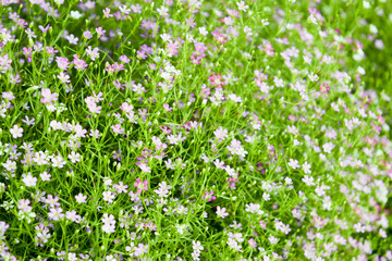 Obraz na płótnie Canvas many small flower, pink daisies with little green leaf, natural background