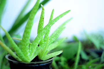 Fototapeta premium Close up Fresh aloe vera leaves , tropical green plants