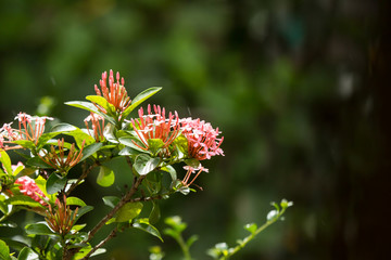 Close up of Small Pink Plumeria flower