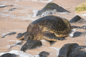 Green sea turtles