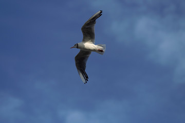 Möve im Flug und blauer Himmel - Stockfoto