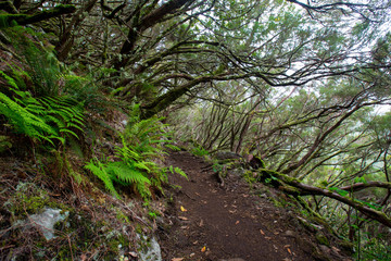 Jungle Forest Path on Madeira island