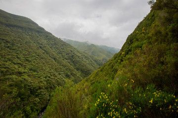 Forest on Madeira Island