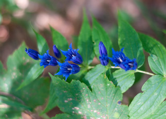 Enzianblume beim Wandern entdeckt in den Alpen