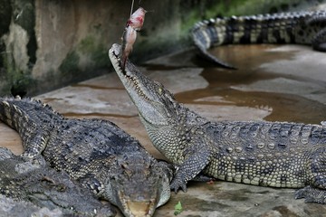 cocodrilo