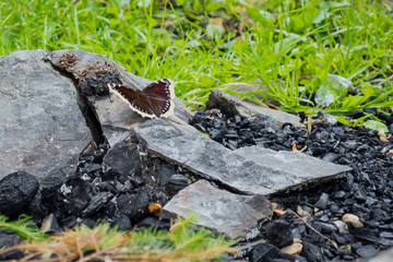the butterfly sits on a stone, near the coals, against the background of the fire. The concept of the revival of nature after a fire