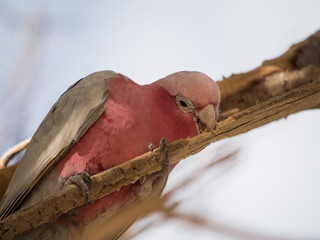 Galah rose-breasted cockatoo, galah cockatoo, pink and grey cockatoo, roseate cockatoo