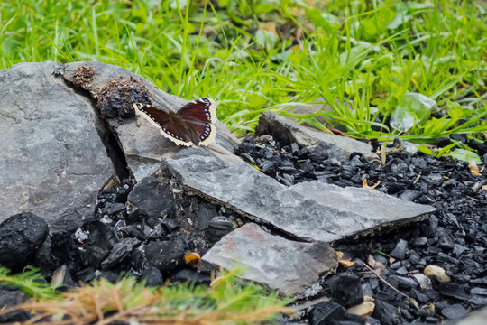 the butterfly sits on a stone, near the coals, against the background of the fire. The concept of the revival of nature after a fire