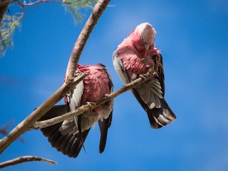 Galah rose-breasted cockatoo, galah cockatoo, pink and grey cockatoo, roseate cockatoo