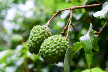 Young Lychee on tree ,fruit Asia Thailand