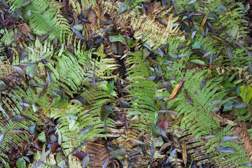 Autumnal discoloring and decaying fern