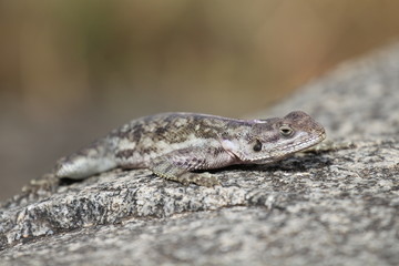 Camouflaging lizard 