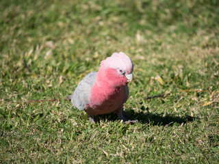 Galah rose-breasted cockatoo, galah cockatoo, pink and grey cockatoo, roseate cockatoo