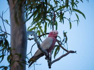 Galah rose-breasted cockatoo, galah cockatoo, pink and grey cockatoo, roseate cockatoo