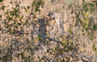 Male leopard
