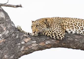 Female leopard in a tree