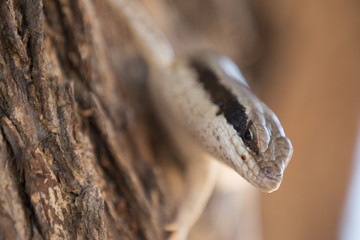a lizard is sitting in the sun in africa