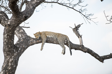 Female leopard in a tree © Andrew