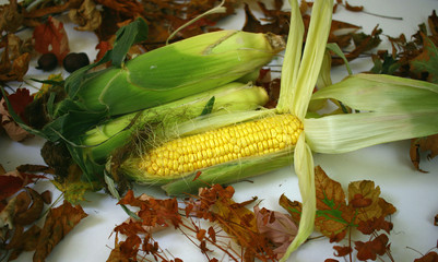 Organic,fresh,green,golden corn shot between autumn leaves 11