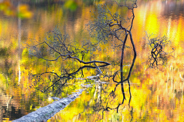 Bizarre dead branches protrude from an autumnal colored lake