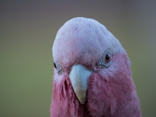 Galah rose-breasted cockatoo, galah cockatoo, pink and grey cockatoo, roseate cockatoo