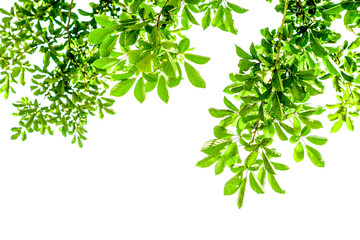 green leaves frame on white background