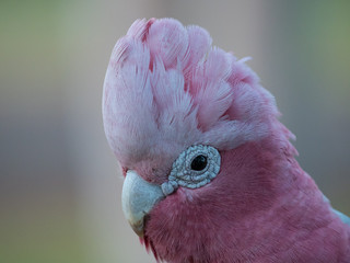 Galah rose-breasted cockatoo, galah cockatoo, pink and grey cockatoo, roseate cockatoo