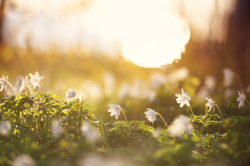 view to early spring flowers in the park. Anemone blossom at beautiful sunset with sunlight in the forest in april
