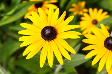 Fleurs de Rudbeckia jaunes