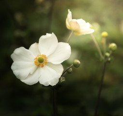 Obraz premium Flower