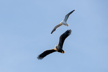 Norwegian white tailed eagle (Haliaeetus albicilla) and seagull in Flatanger, Norway