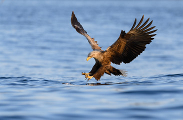 Norwegian white tailed eagle (Haliaeetus albicilla) in Flatanger, Norway