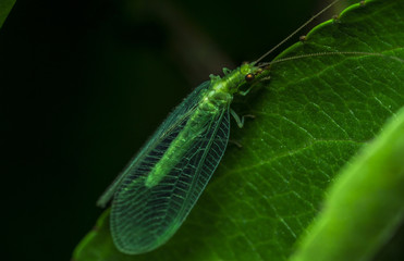 fly 49