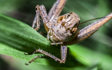 grasshopper 8